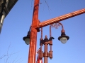 902991 - Maumee Ornamental 1